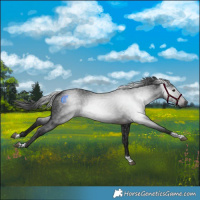 Horse Color:Gray Brown Tobiano Rabicano 