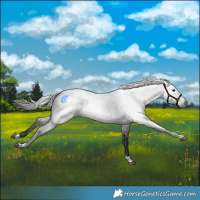 Horse Color:Gray Brown Tobiano Rabicano 