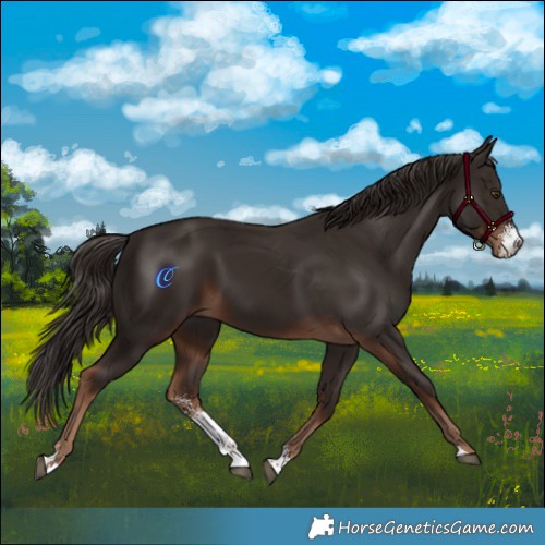 Horse Color:Liver Chestnut Sabino 