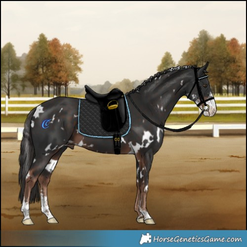 Horse Color:White Spotted Liver Chestnut Sabino