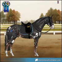 Horse Color:White Spotted Liver Chestnut Sabino 