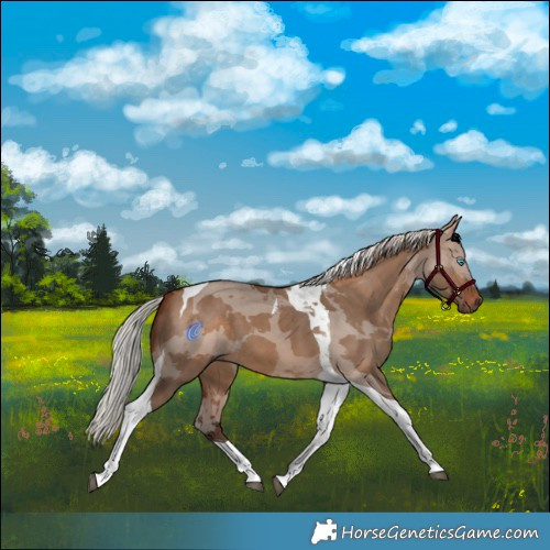 Horse Color:Silver Brown Dun Merle Tobiano 