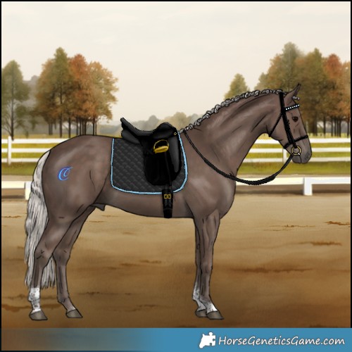 Horse Color:Silver Black Tobiano 
