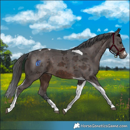 Horse Color:Brown Merle Tobiano Rabicano 