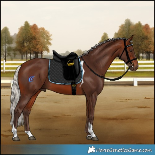 Horse Color:Silver Brown Tobiano 