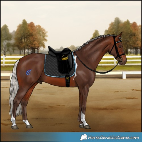 Horse Color:Silver Brown Tobiano 