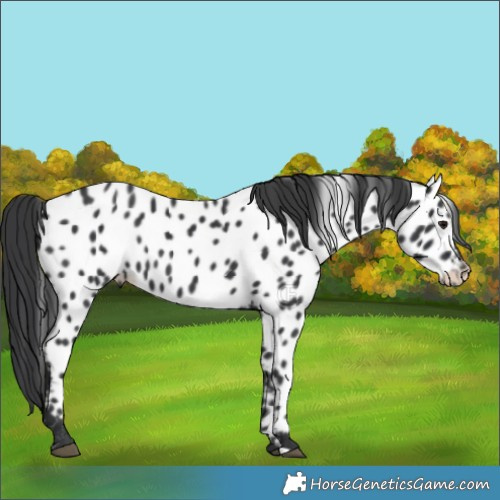 Horse Color:Black Appaloosa 