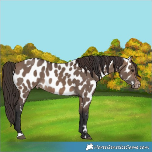 Horse Color:Brown Dun Appaloosa