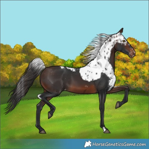 Horse Color:Brown Skewed Appaloosa