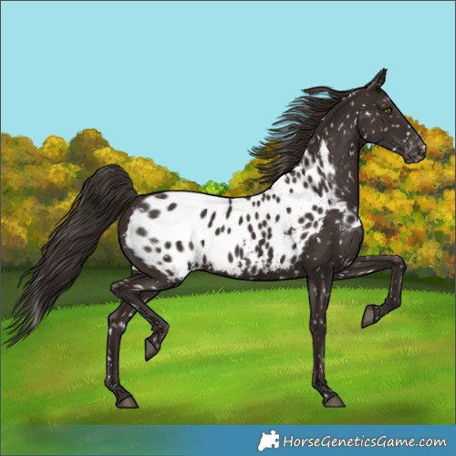 Horse Color:Liver Chestnut Skewed Appaloosa Rabicano