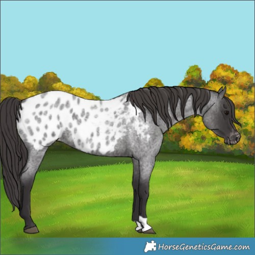 Horse Color:Smoky Blue Roan Appaloosa 