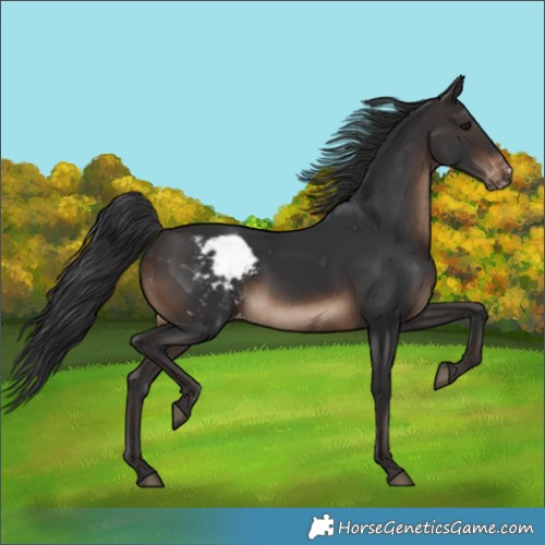 Horse Color:Brown Skewed Appaloosa 