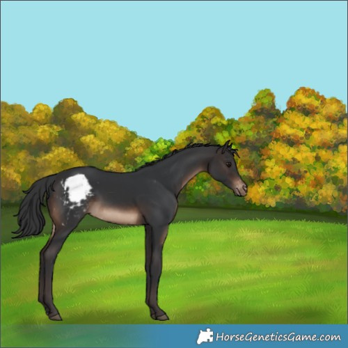 Horse Color:Brown Skewed Appaloosa 