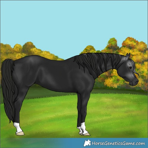 Horse Color:Gray Black