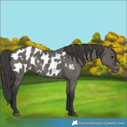 Horse Color:Grullo Appaloosa 
