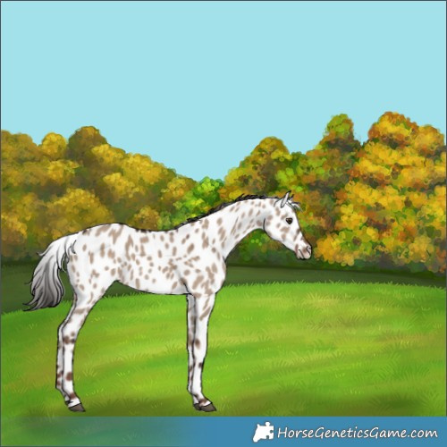 Horse Color:Liver Red Dun Appaloosa Rabicano 