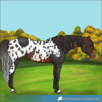 Horse Color:Brown Skewed LP Spotted Rabicano