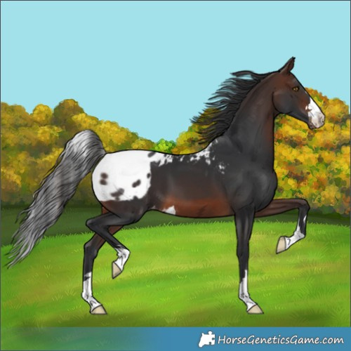 Horse Color:Brown Skewed Appaloosa 