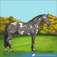Horse Color:Gray White Spotted Grullo Merle Varnish 