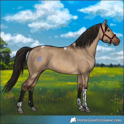 Horse Color:Gray Bay Dun Tobiano Rabicano 