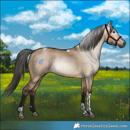 Horse Color:Gray Bay Dun Tobiano Rabicano 