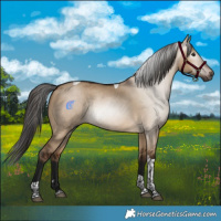 Horse Color:Gray Bay Dun Tobiano Rabicano 