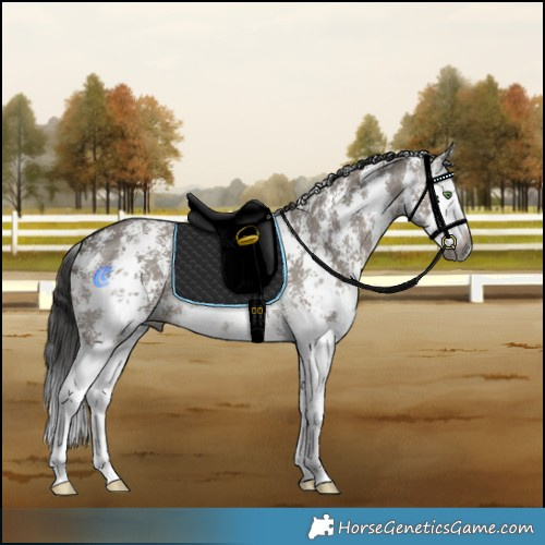 Horse Color:Gray Grullo Sabino Splash 