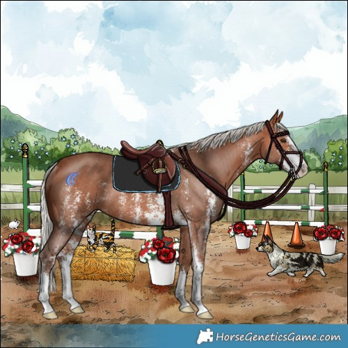Horse Color:Silver Bay Sabino Rabicano