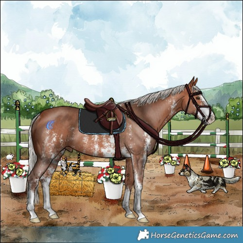 Horse Color:Silver Bay Sabino Rabicano 