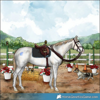 Horse Color:Buckskin Pearl Dun Sabino Rabicano 