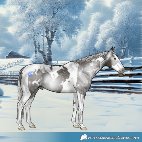 Horse Color:Gray White Spotted Silver Black Splash Tobiano 