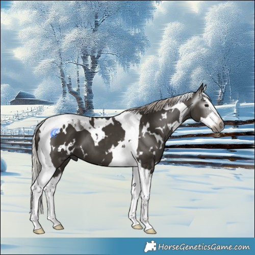 Horse Color:Gray White Spotted Silver Black Splash Tobiano 