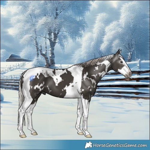 Horse Color:Gray White Spotted Silver Black Splash Tobiano 