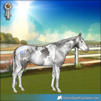 Horse Color:Gray White Spotted Silver Black Splash Tobiano 