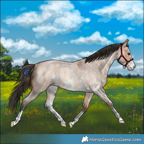 Horse Color:Bay Roan Dun Sabino Rabicano 