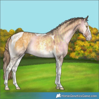 Horse Color:Gold Cream Champagne Onyx Sabino Tobiano and Chocolate Palomino Onyx Sabino Tobiano