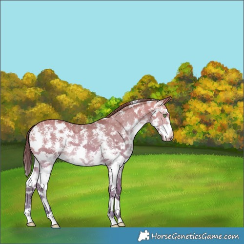 Horse Color:Amber Champagne Mushroom Sabino Appaloosa Rabicano 