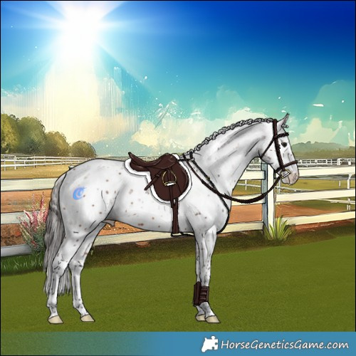 Horse Color:Bay Sabino 