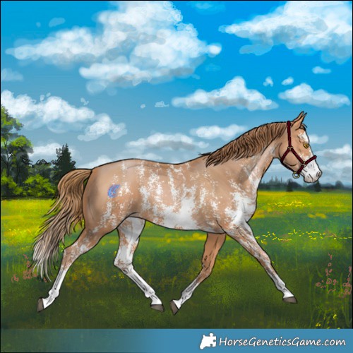 Horse Color:Bay Pearl Sabino 