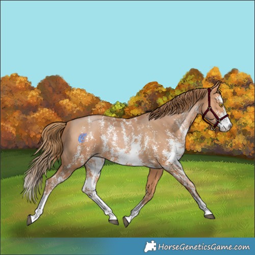 Horse Color:Bay Pearl Sabino 