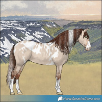 Horse Color:Amber Champagne Dun Skewed LP Spotted 
