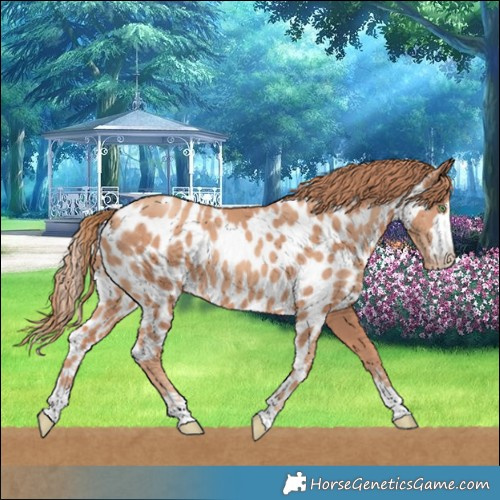 Horse Color:Gold Champagne Skewed LP Spotted 