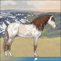 Horse Color:Amber Champagne Dun Skewed LP Spotted 