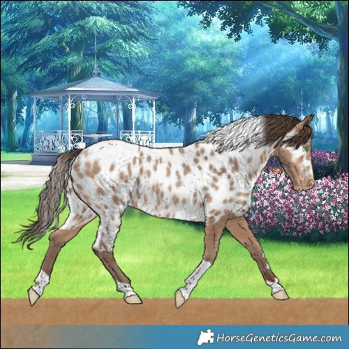 Horse Color:Amber Champagne Tobiano Skewed LP Spotted 