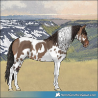Horse Color:Brown Dun Tobiano Skewed LP Spotted 