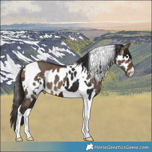 Horse Color:Brown Tobiano Skewed Appaloosa  and Brown Dun Tobiano Skewed Appaloosa 