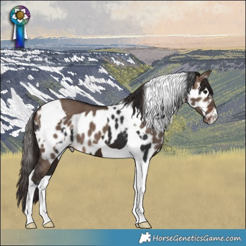 Horse Color:Brown Tobiano Skewed Appaloosa  and Brown Dun Tobiano Skewed Appaloosa 