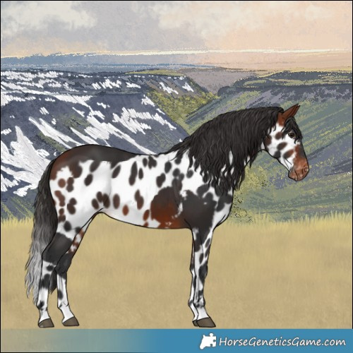 Horse Color:Bay Skewed Appaloosa 