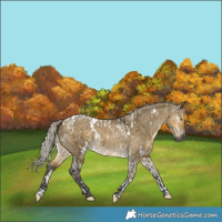 Horse Color:Gray Silver Buckskin Dun Tobiano  and White Spotted Silver Buckskin Dun 