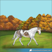 Horse Color:Silver Buckskin Merle 